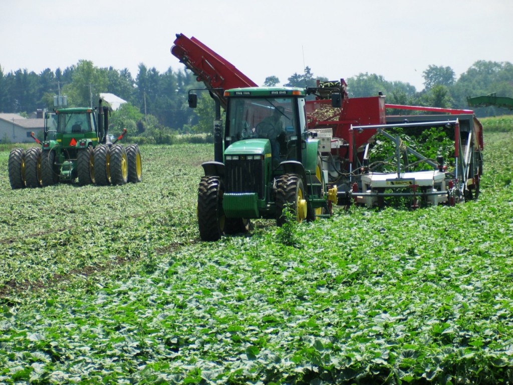 Cucumber Farming in Central Michigan