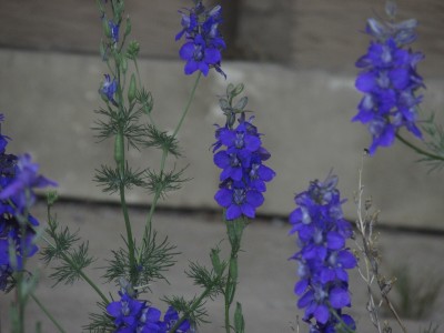 Photo of Blue Flowers